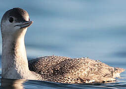 Red-throated Loon