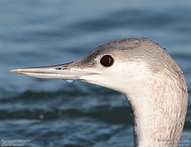 Red-throated Loon