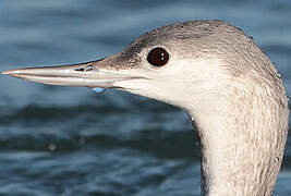 Red-throated Loon