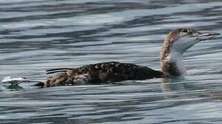 Common Loon