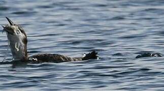 Common Loon