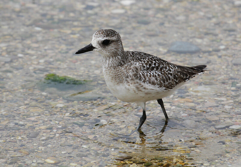 Grey Plover