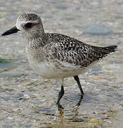 Grey Plover