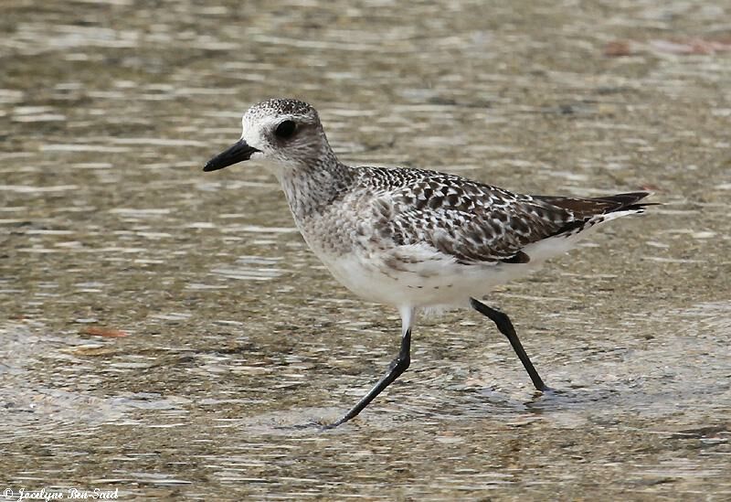 Grey Plover