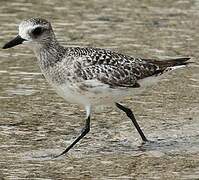 Grey Plover