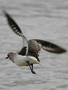 Grey Plover