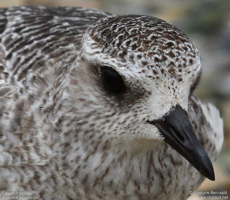 Grey Plover