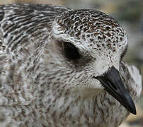 Grey Plover