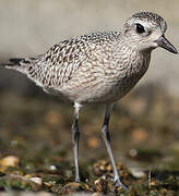 Grey Plover