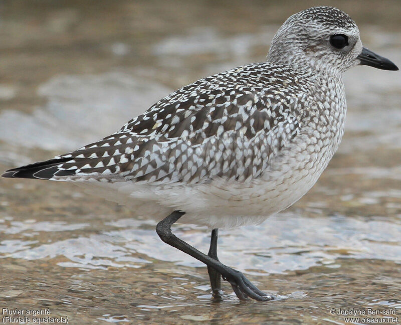 Grey Plover