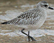 Grey Plover