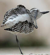 Grey Plover