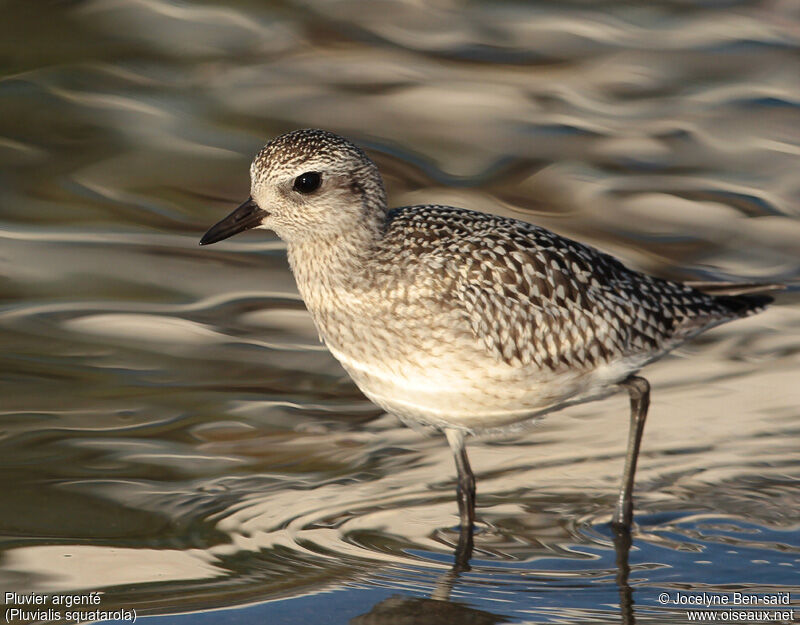 Grey Plover