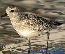 Grey Plover