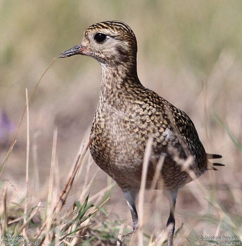 European Golden Plover