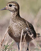 European Golden Plover