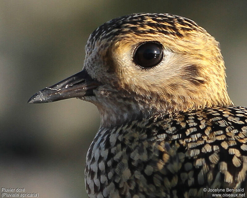 European Golden Plover