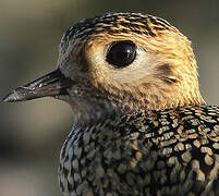 European Golden Plover