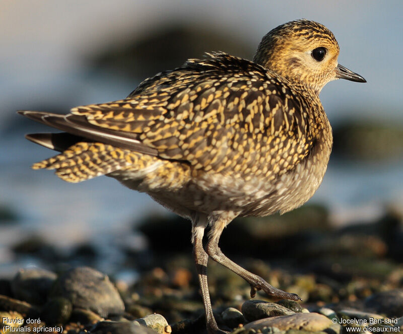 European Golden Plover