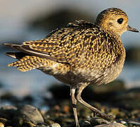 European Golden Plover