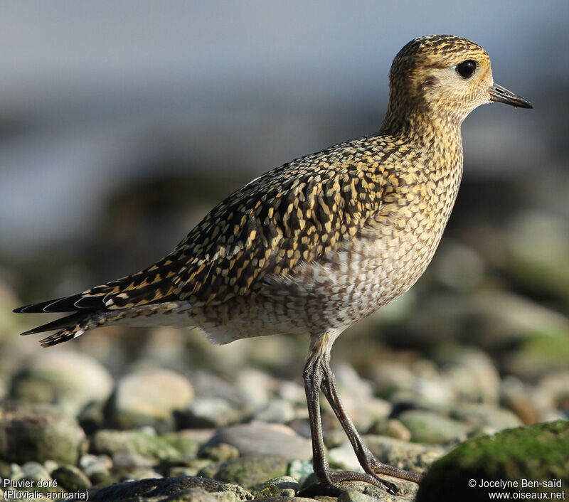 European Golden Plover