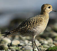 European Golden Plover