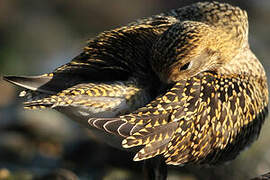 European Golden Plover