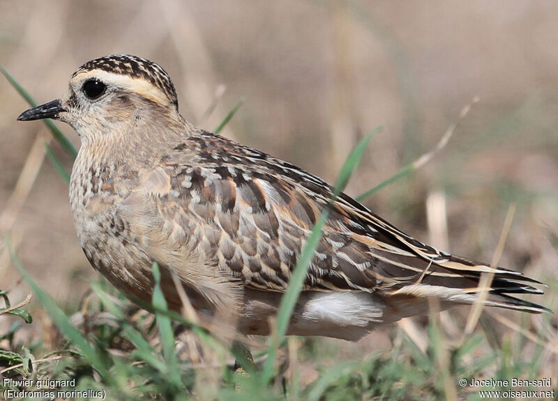 Eurasian Dotterel