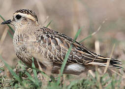 Eurasian Dotterel