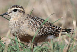 Eurasian Dotterel