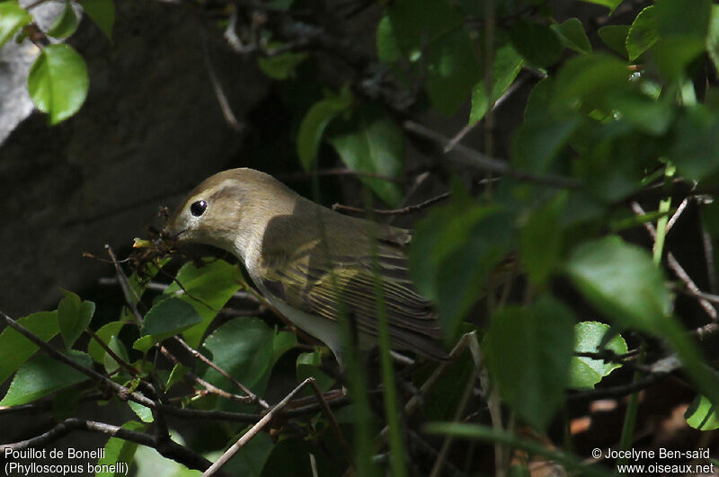 Western Bonelli's Warbleradult, Reproduction-nesting