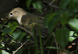 Western Bonelli's Warbler