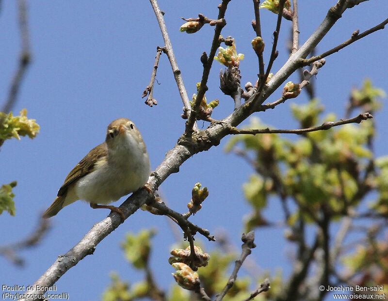 Western Bonelli's Warbleradult