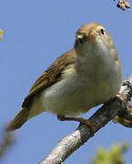 Western Bonelli's Warbler