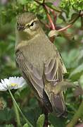 Willow Warbler