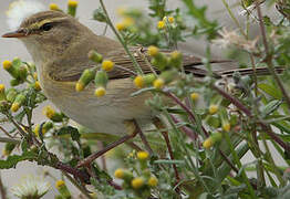 Willow Warbler