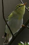 Wood Warbler