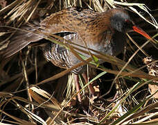 Water Rail