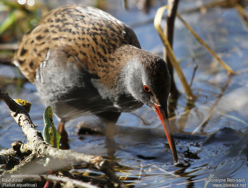 Water Rail