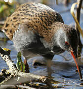 Water Rail