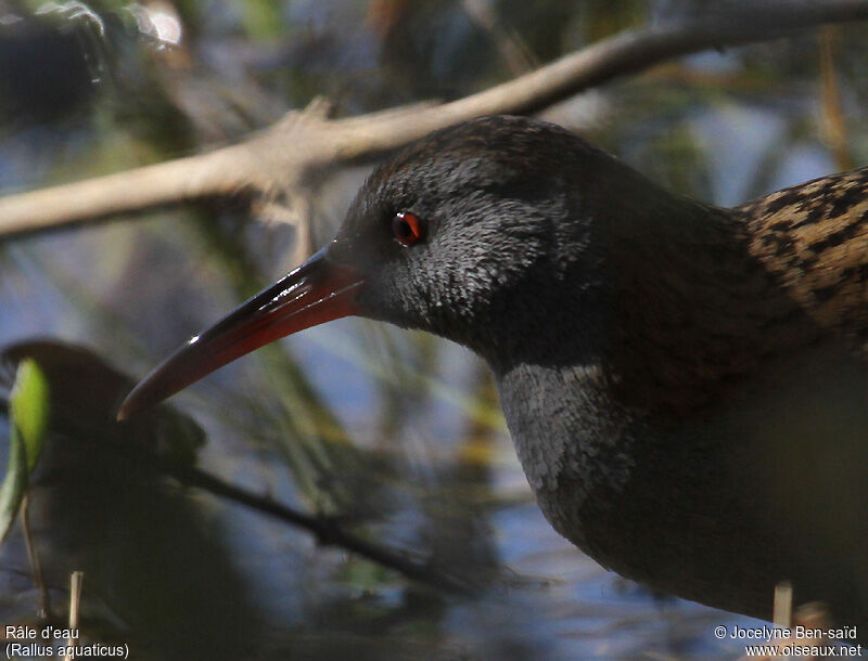 Water Rail