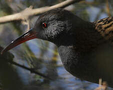 Water Rail