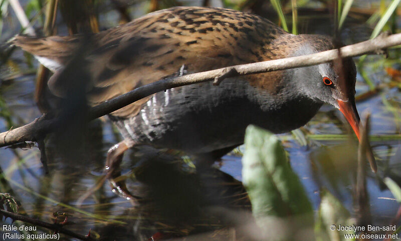 Water Rail