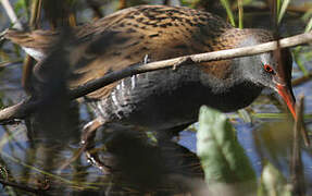 Water Rail