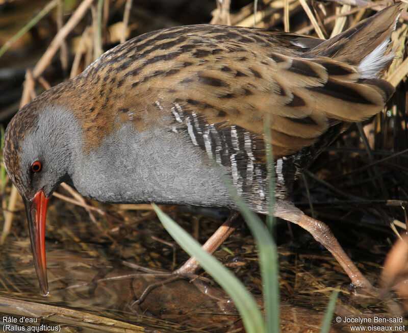 Water Rail