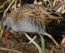 Water Rail