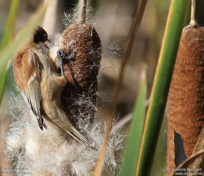 Eurasian Penduline Tit