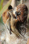 Eurasian Penduline Tit