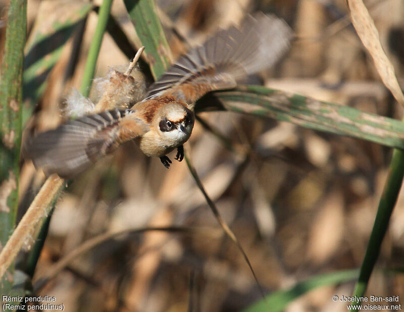 Rémiz penduline