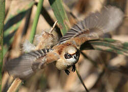 Eurasian Penduline Tit